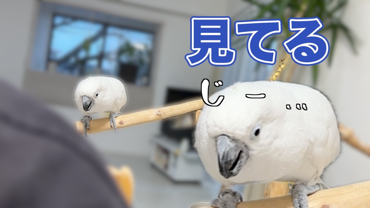 ゆきまる氏、なぜか食べる瞬間だけ現れます