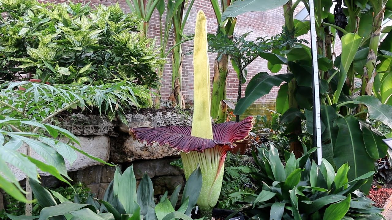 Corpse Flower Bloom 2023: Explainer and What to Expect