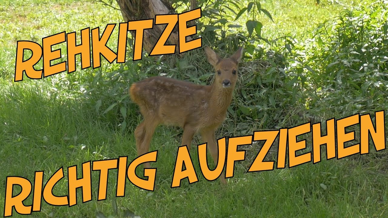 Rehkitze - Tipps und Anweisungen