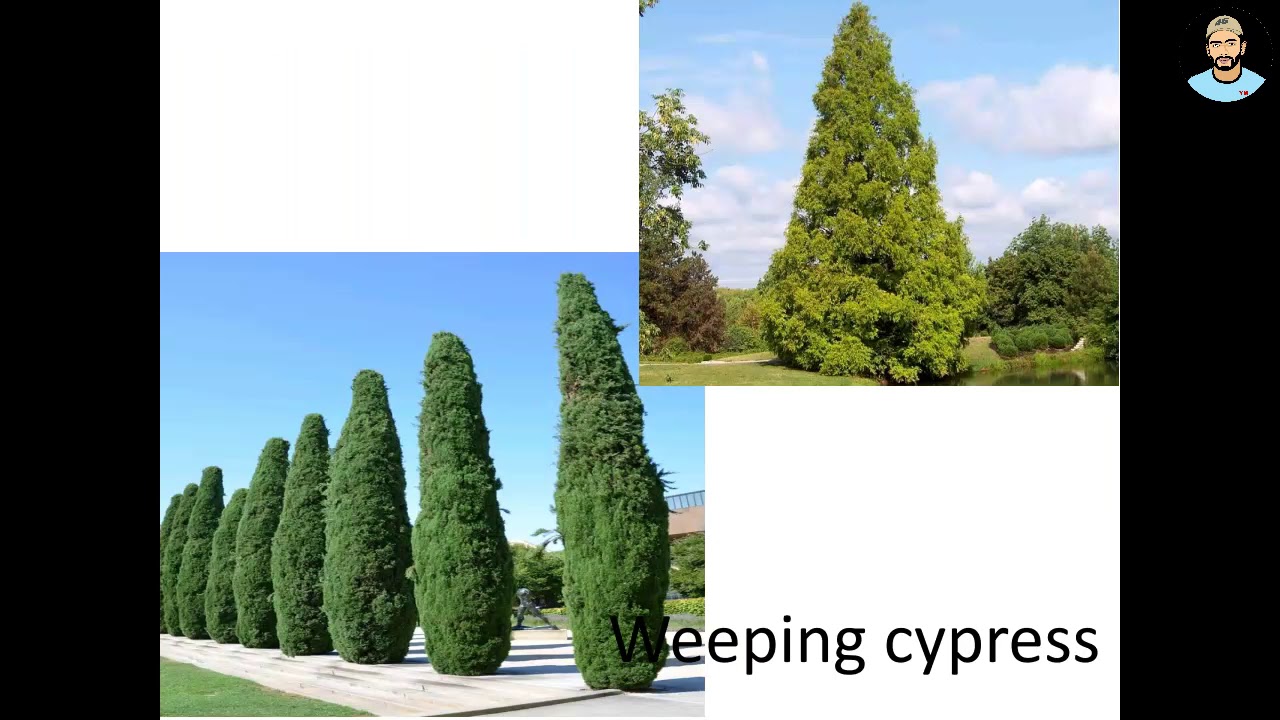 Flowering Trees | Agriculture Practical Exam Specimens | KCET Practical Exam | II PUC Practical Exam