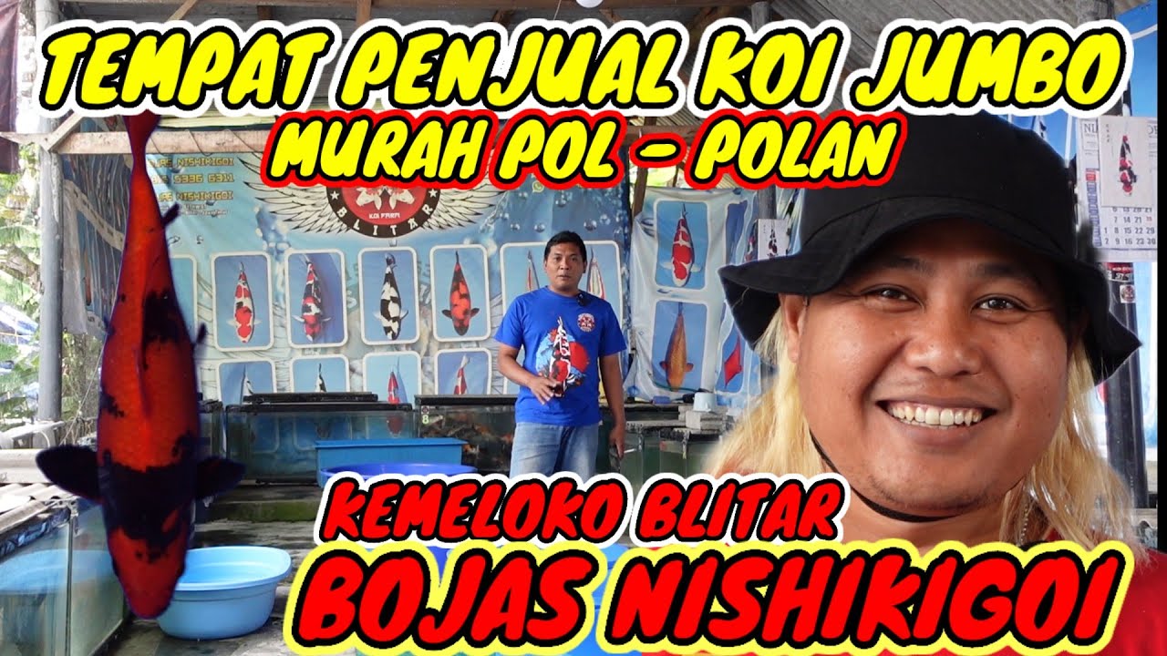 KEMELOKO - BLITAR ‼️ADA BONUS IKAN KOI GRATIS‼️TEMPAT PENJUAL KOI JUMBO MURAH POL - POLAN ‼️BOJAS