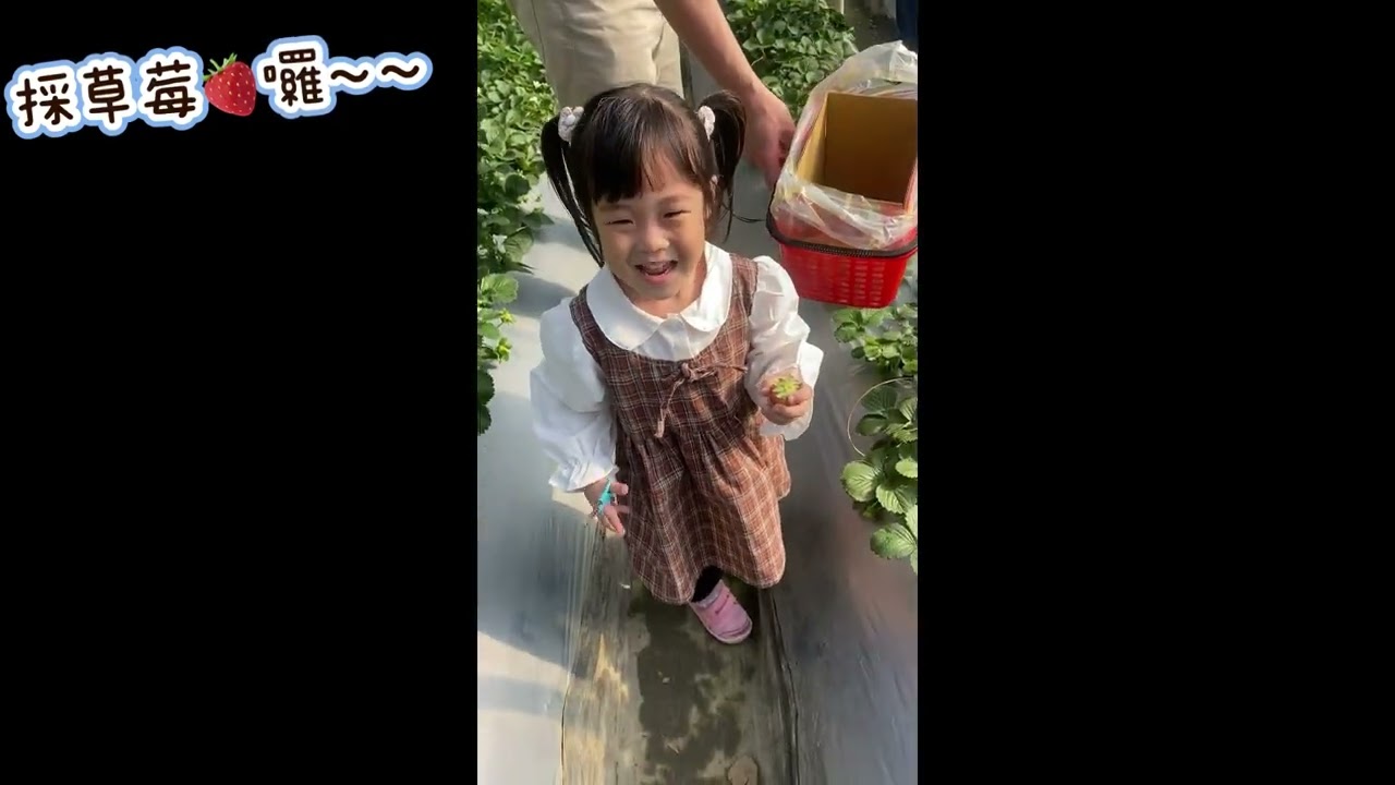 採草莓🍓囉～❤️（2026/2/14 內湖草莓園）
