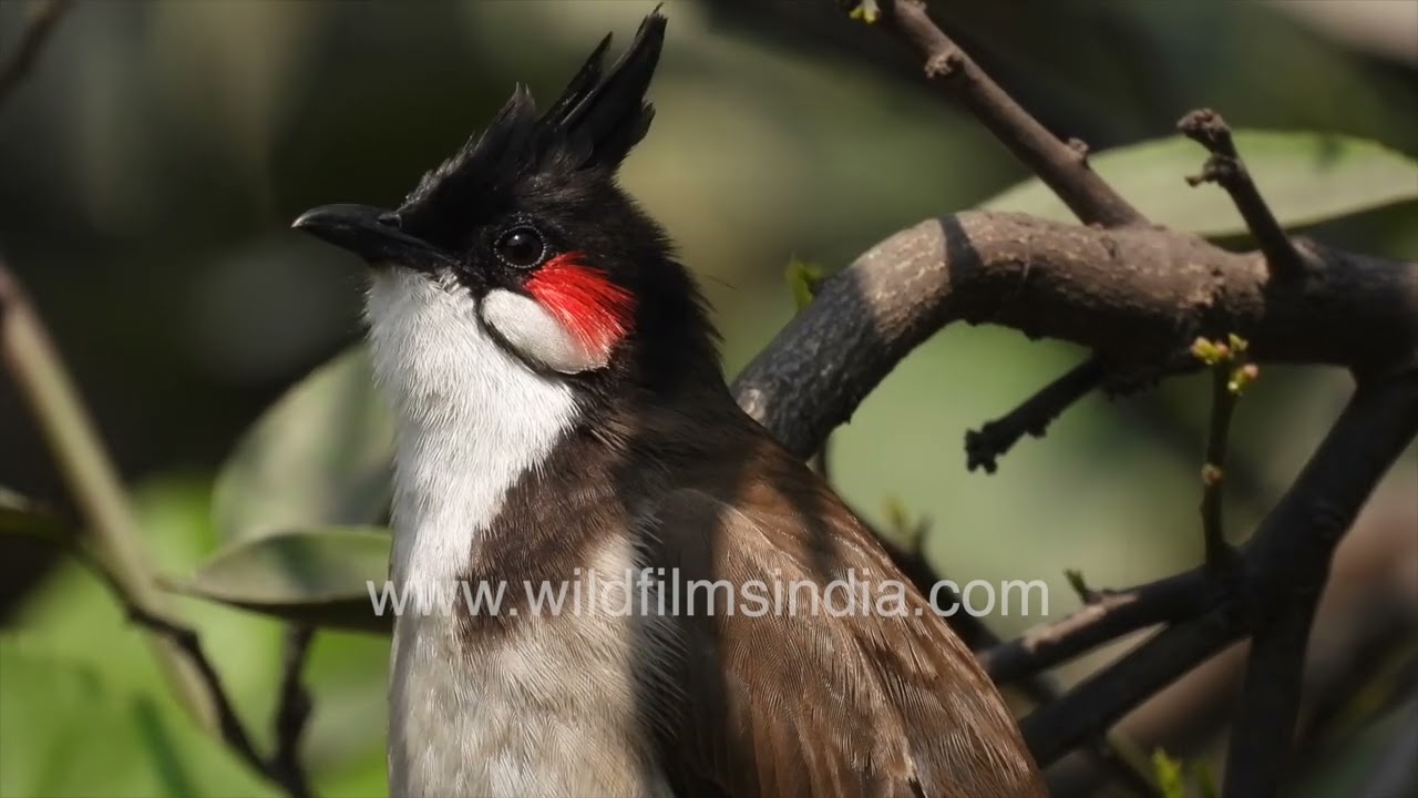 A red-whiskered bulbul eating kinnow fruit from a garden tree in Wilderness Orchard
