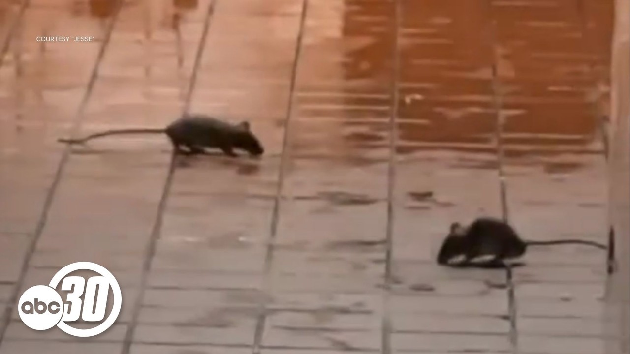 Rodents spotted at McDonald's inside Dinuba Walmart