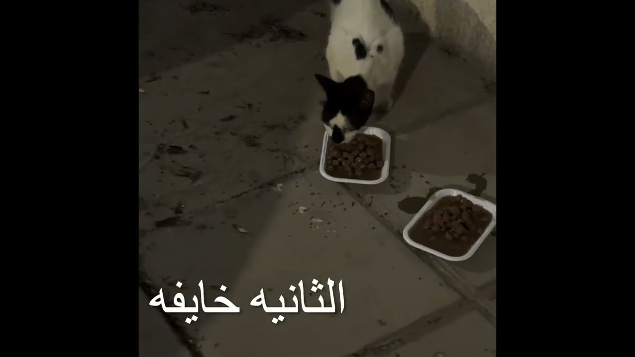 رحت اسوي علاج طبيعي لقيت قطط المسكينه عندهم مويه بس واكل وصخ اعطوني لايك والاشتراك