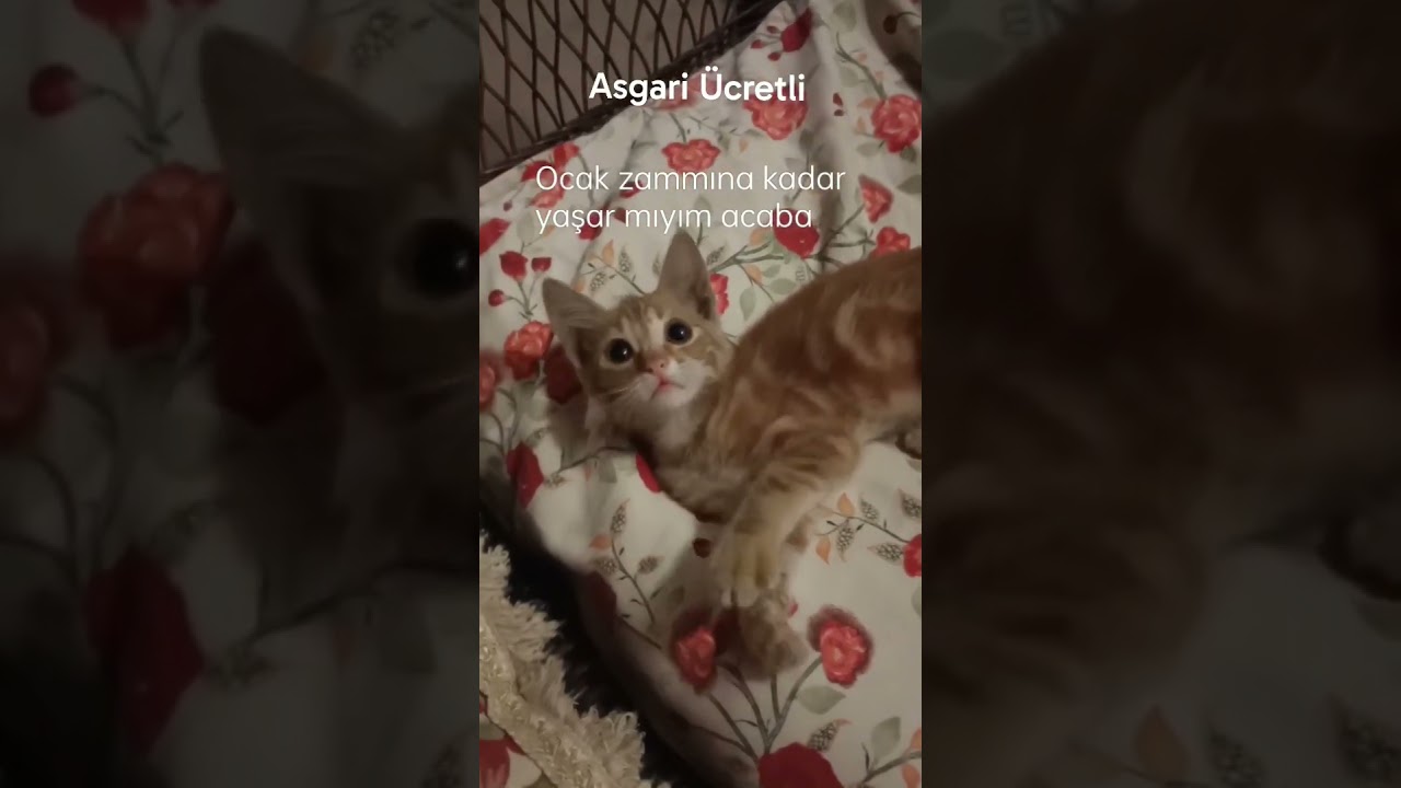 KEDİ BİLE DAYANAMADI🤣🤣🤣@KonusanKediler @CatsWorld05 @catstar