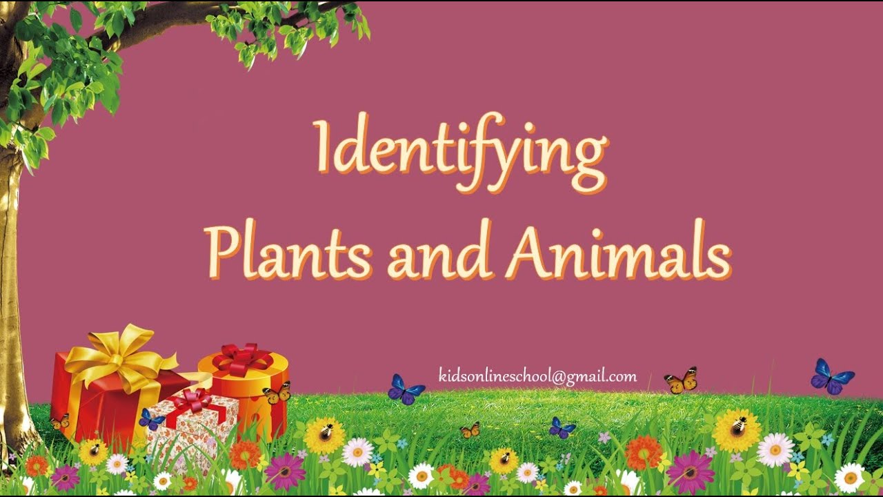 Plants vs Animals || Identify Plants or Animals || Animals || Plants || Kids Science | EVS | Science
