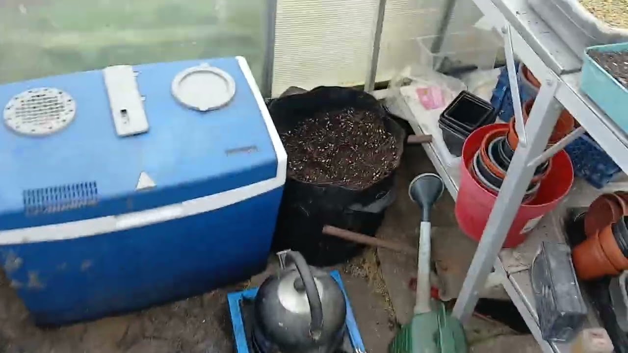 1st time sowing flowers 