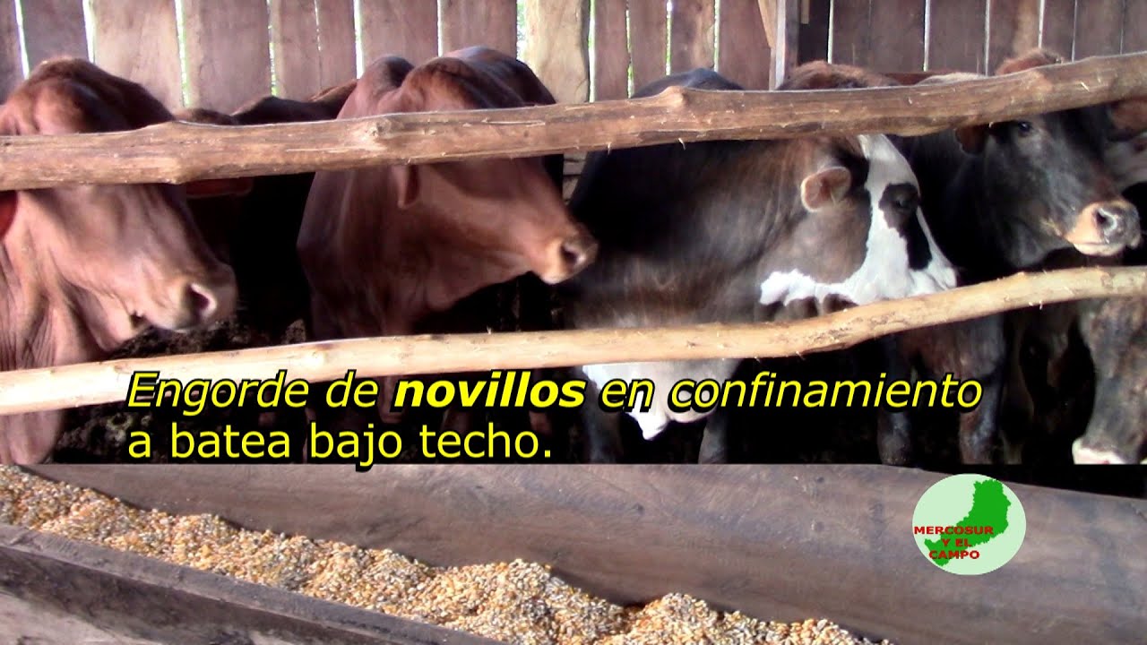Engorde de novillos en confinamiento a batea bajo techo.