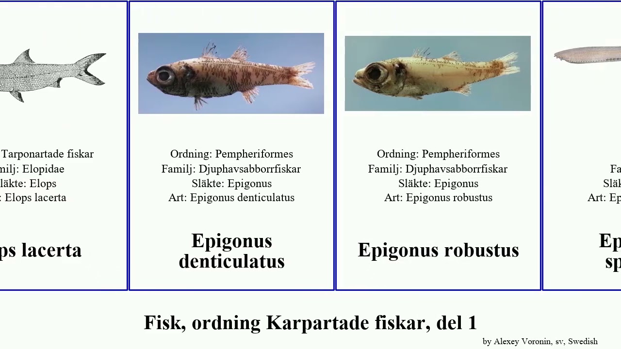 Fisk, ordning Karpartade fiskar, del 1 beng&auml;dda eptatretus havs&auml;ngel fish australis africana hajar