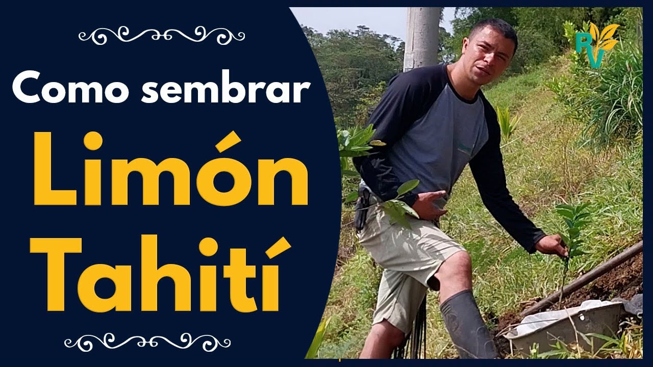 Aprende cómo realizar la siembra del Limón Tahití 🌱🍋