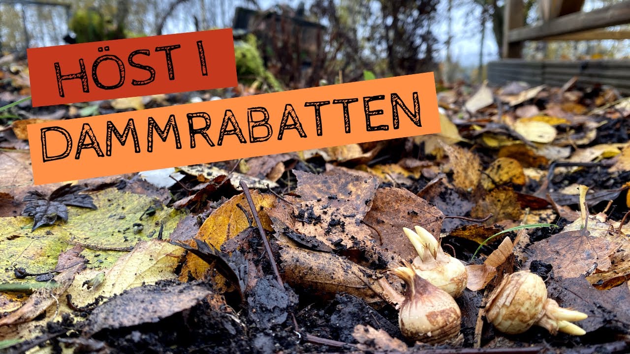 Höst i dammrabatten - Jag planterar vårlökar och täcker rabatten inför vintern