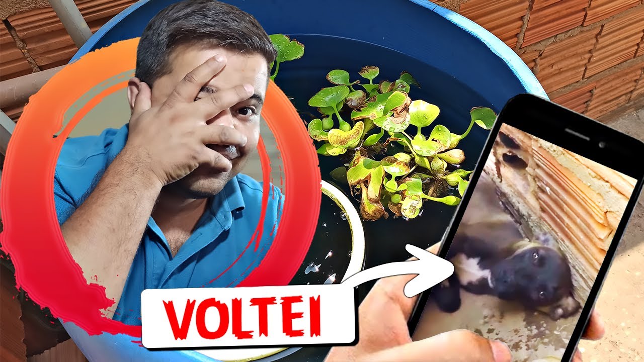 ESTOU DE VOLTA, ATUALIZANDO VOCÊS
