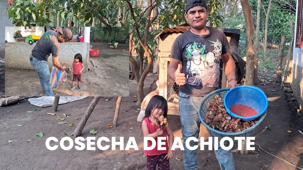ASI COSECHAMOS EL ACHIOTE EN GUATEMALA TODO ESTO HASE ANTONIO 🥘😋