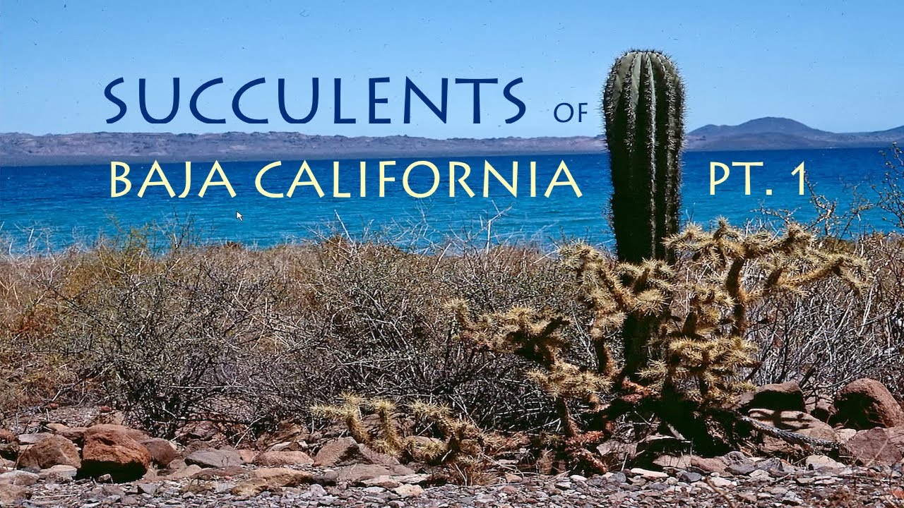 Baja California Part 1  | Tim Zitnak【TCSC Monthly Meeting】20220419