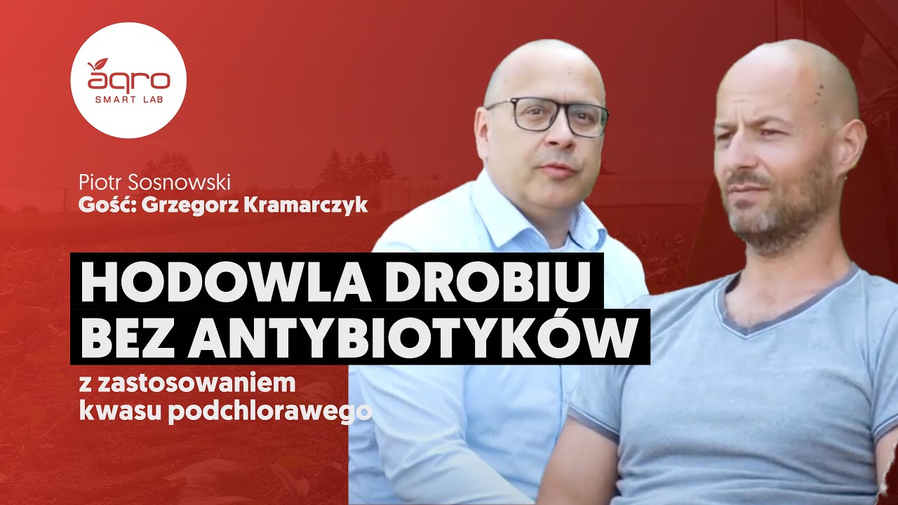 Hodowla Drobiu Bez Antybiotyk&oacute;w Z Zastosowaniem Kwasu Podchlorawego