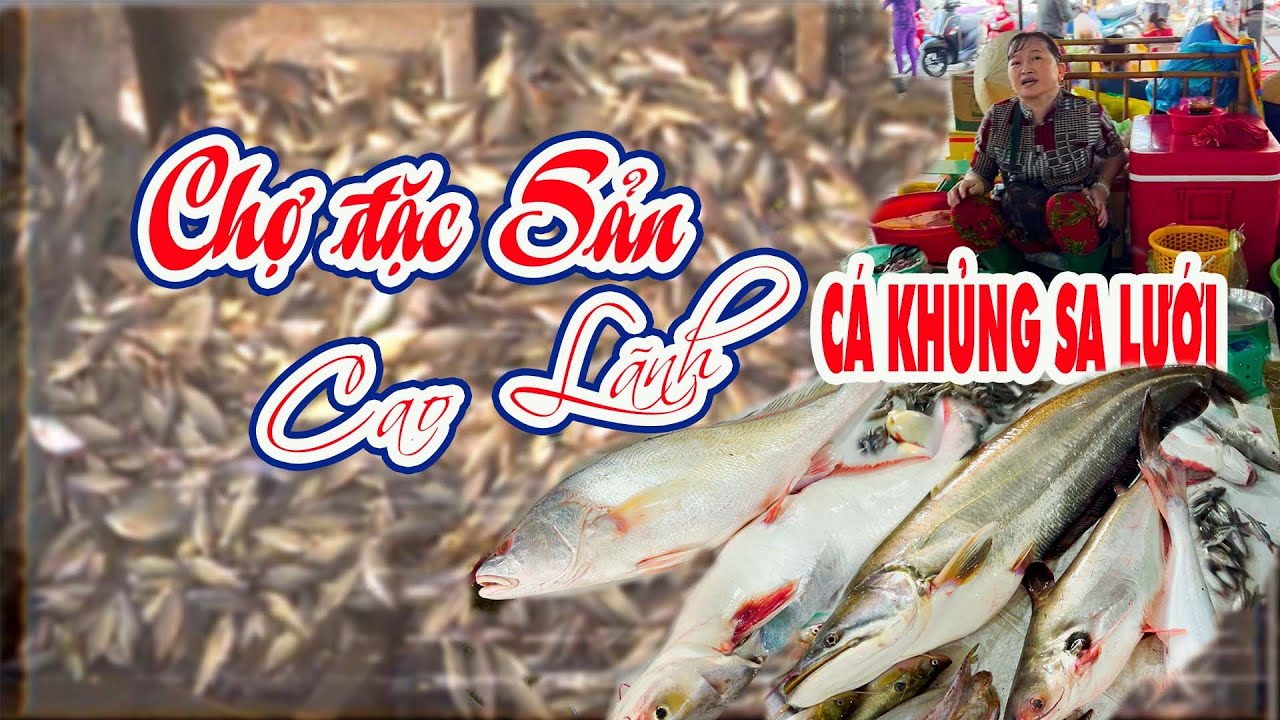 CÁ LEO, CÁ SỬU KHỦNG LÊN CHỢ_KHÁM PHÁ CHỢ CAO LÃNH_ĐT| Miền Tây Phố