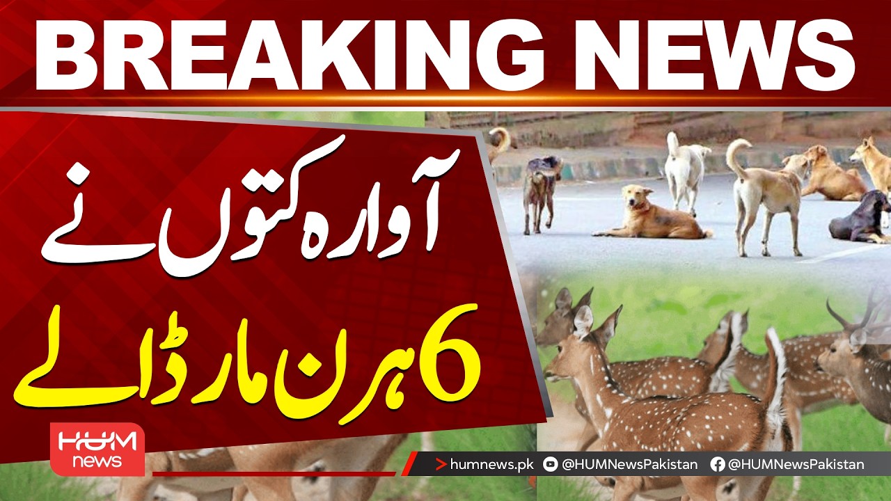 Deer at Bagh-e-Jinnah in Danger | Urgent Wildlife Update| Hum News | Pakistan