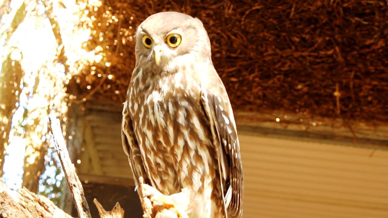 Australia's Barking Owl calling