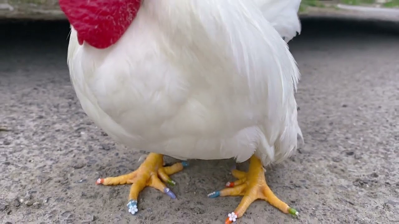 pet chicken
