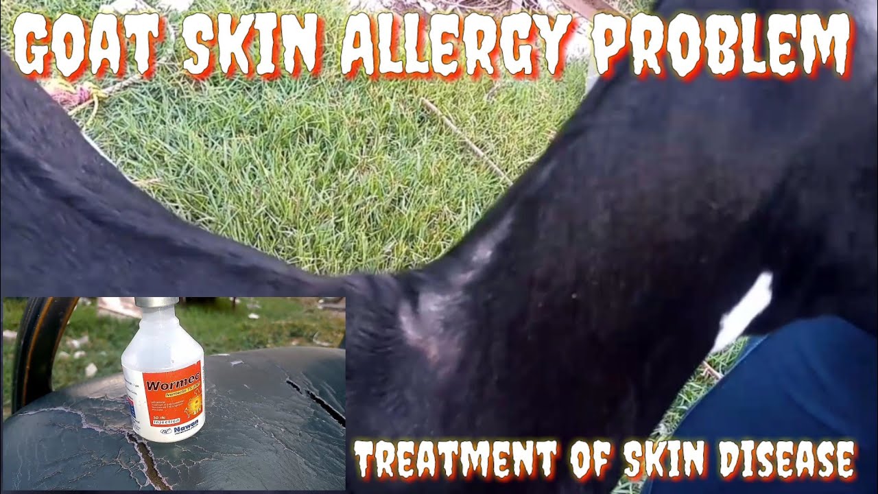 Goats Skin Allergy | Goats Skin disease problem Treatment | Goats | #AmazingbirdsandAnimals|#LIKE.