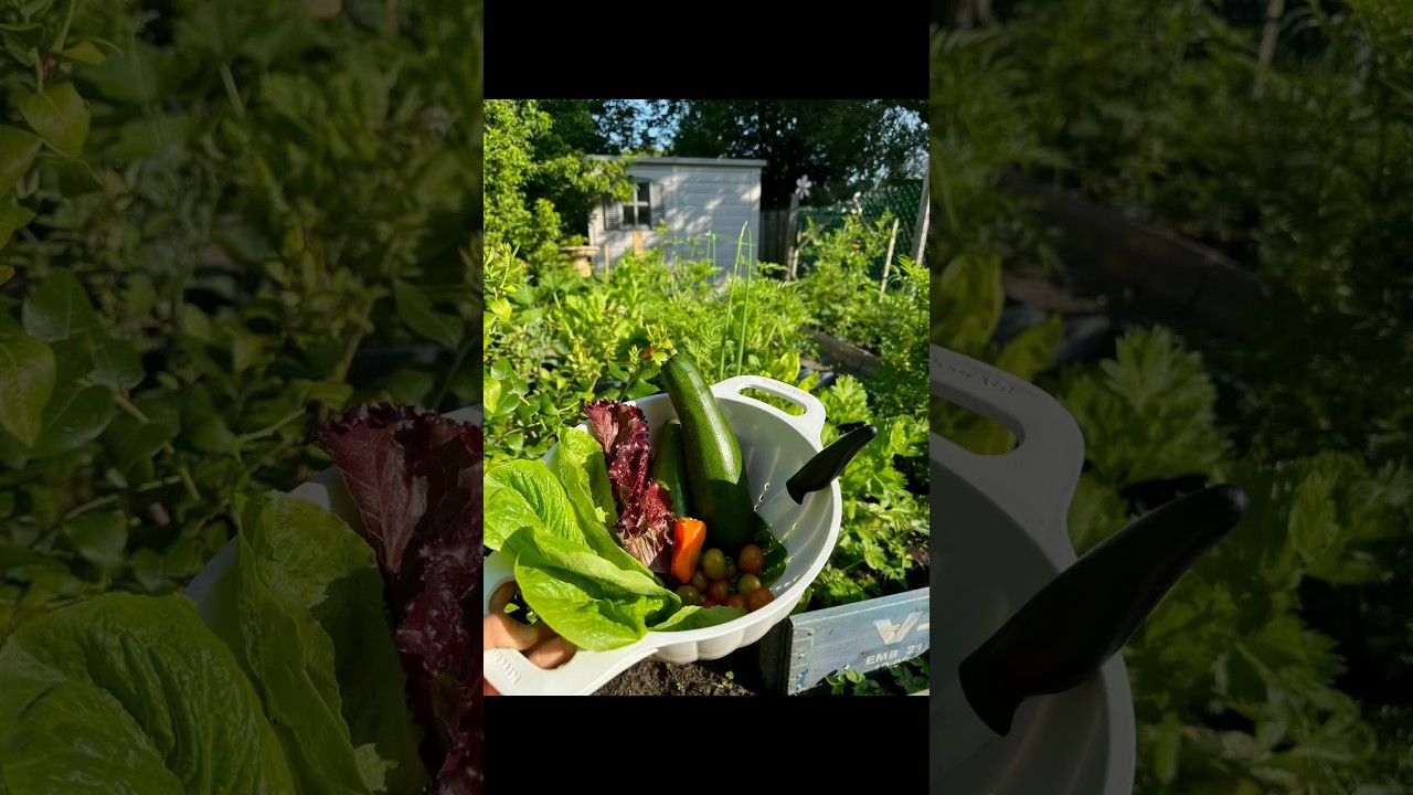 Backyard garden #ontario  #garden #northbay