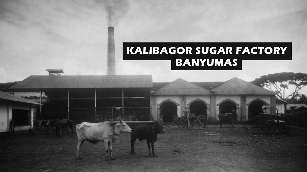 PABRIK GULA KALIBAGOR BANYUMAS | Suikerfabriek Kalibagor