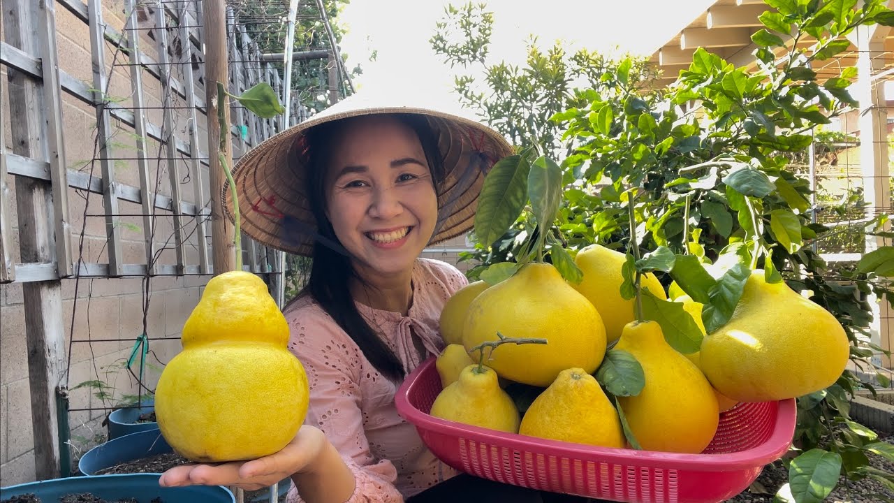 Thu Hoạch Bưởi, Ươm Hạt Giống Chuẩn Bị Vô Xuân