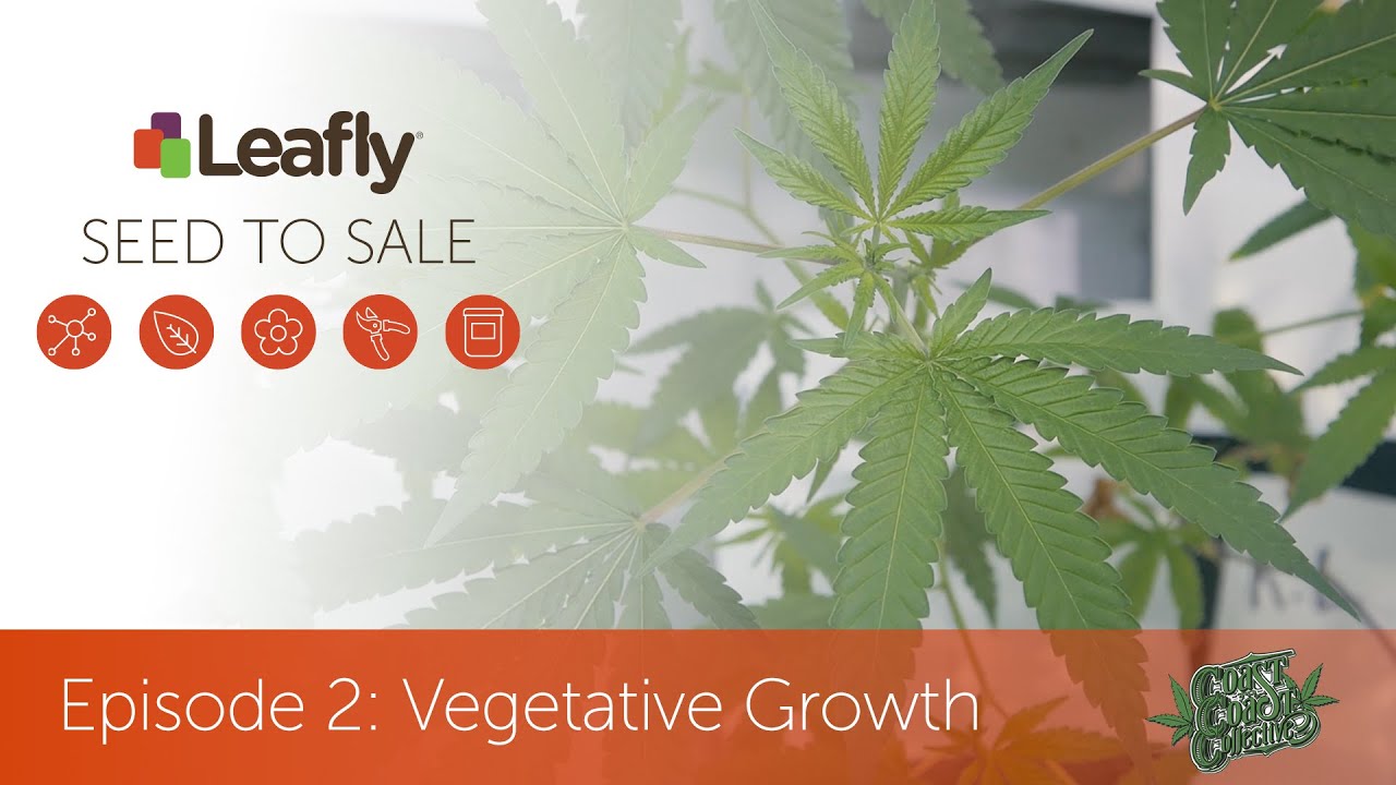 Seed to Sale: How Legal Cannabis is Grown - Episode 2 - Vegetative Growth
