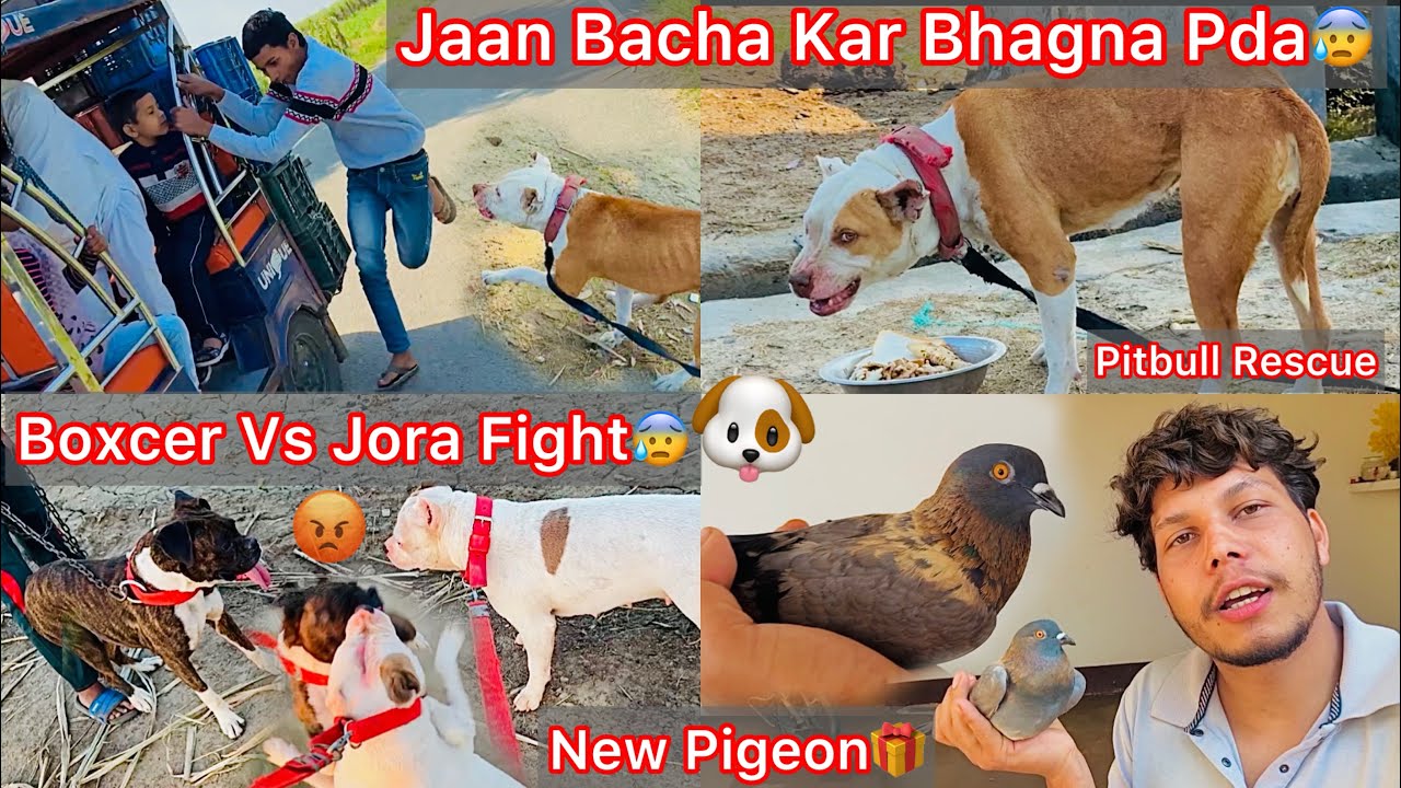 Aggressive Pitbull Rescue Gone Wrong😰Jaan Bacha Kar Bhagna Pda😨Part2||Jora Or Boxcer Ka Panga Hogya😡