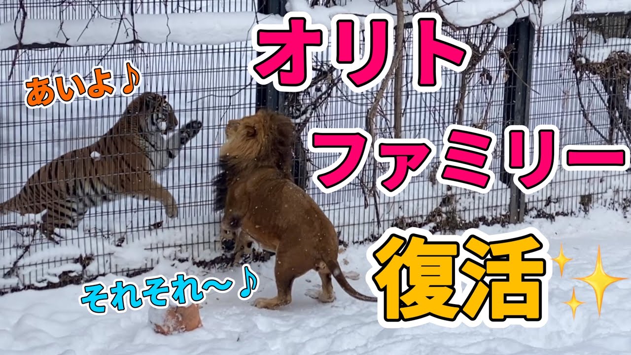 《旭山動物園ライオン＆トラ》ダッシュの嵐？辛いことを乗り越えたオリトファミリーの遊びが止まらない。オリト＆ザリアファミリーvol609/Lion family overcomes grief