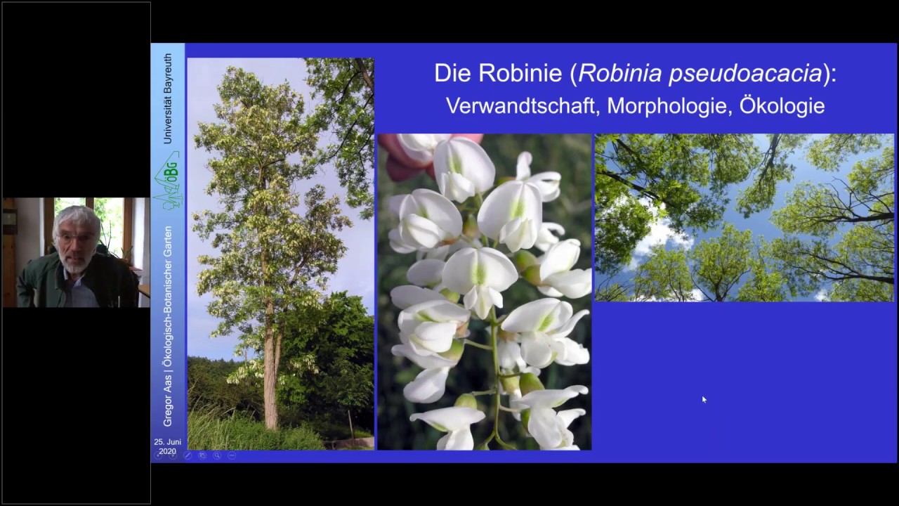 „Die Robinie: Verwandtschaft, Morphologie & Ökologie “ Dr. Gregor Aas zur Online-Tagung des BDJ 2020