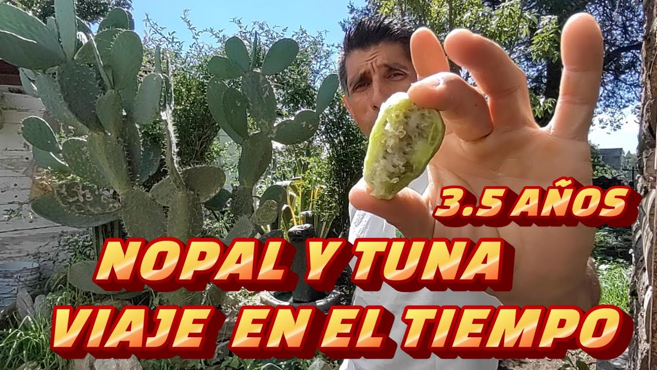 NOPAL TUNA BLANCA ESPINOSO