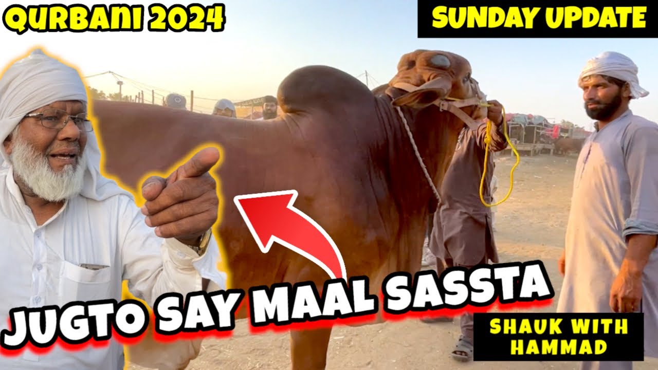 Jugto Se Maal Sasta - Qurbani 2024 - Lahore Cow Mandi Shahpur Kanjra Shauk with Hammad