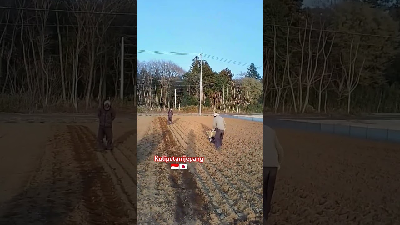 shibafu planting progress, Japan🇯🇵