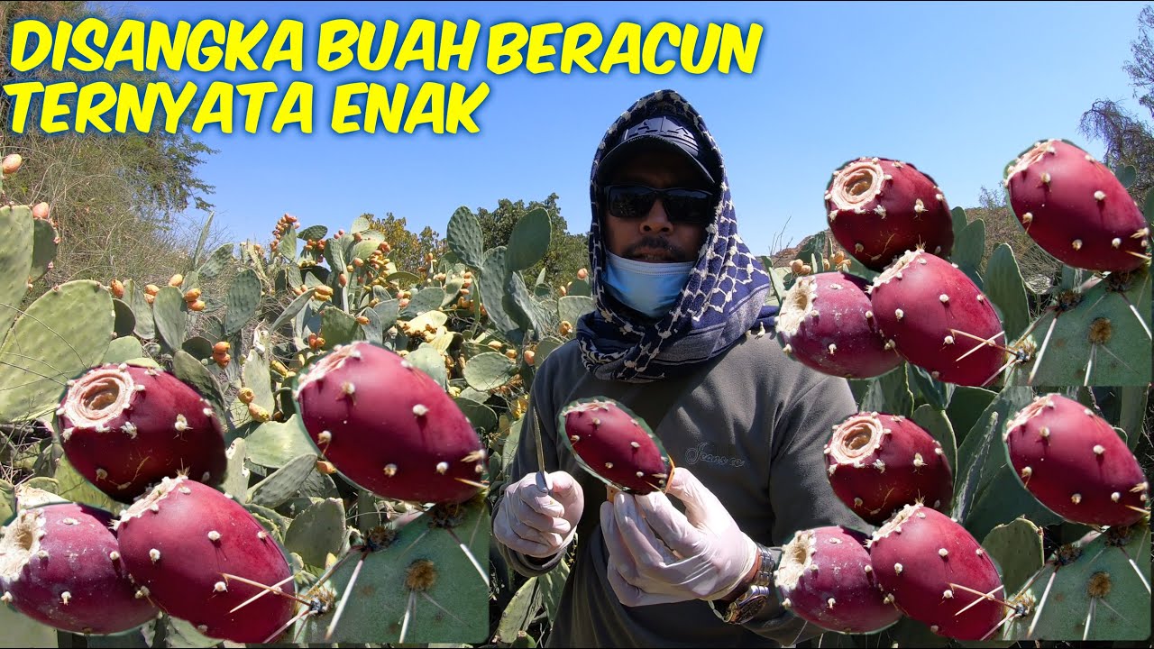 DI ARAB BUAH KAKTUS AJA ENAK DI MAKAN