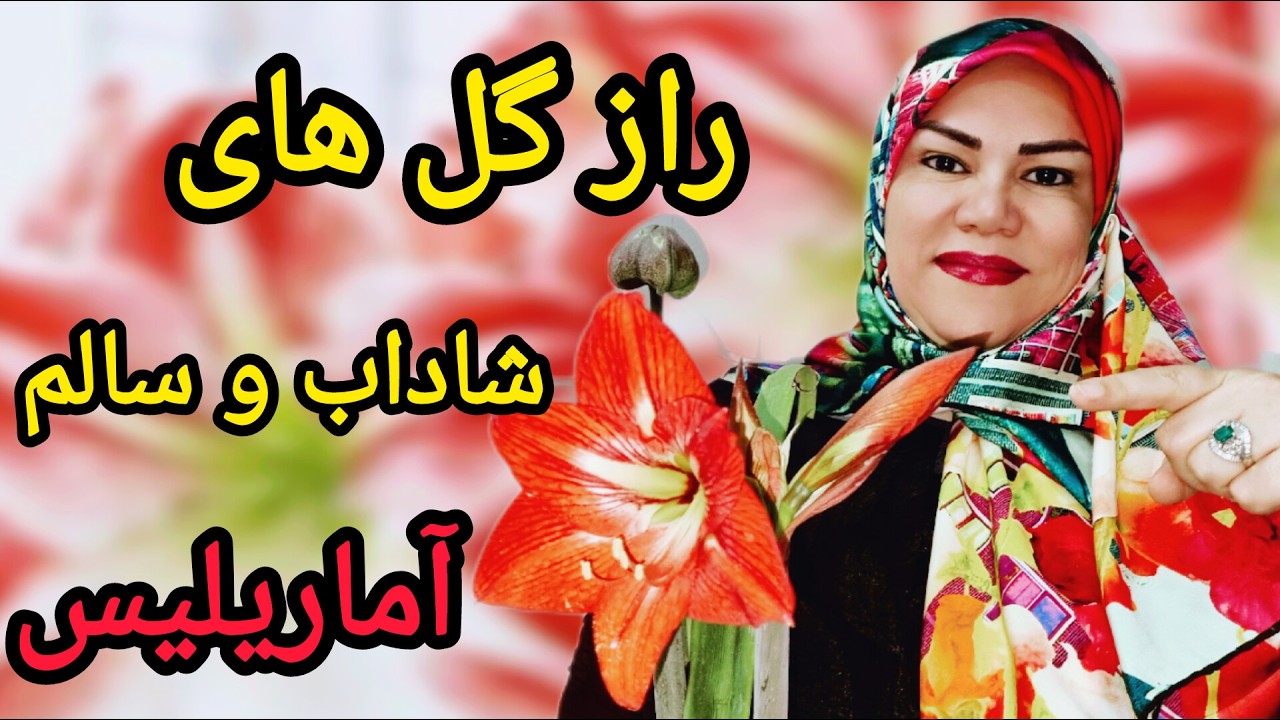 روش‌های آسون؛برای تکثیر و پرورش گل آماریلیس جذاب  پرورش وتکثیرآماریلیس:آسون‌تر از چیزی که فکرمیکنی🥰