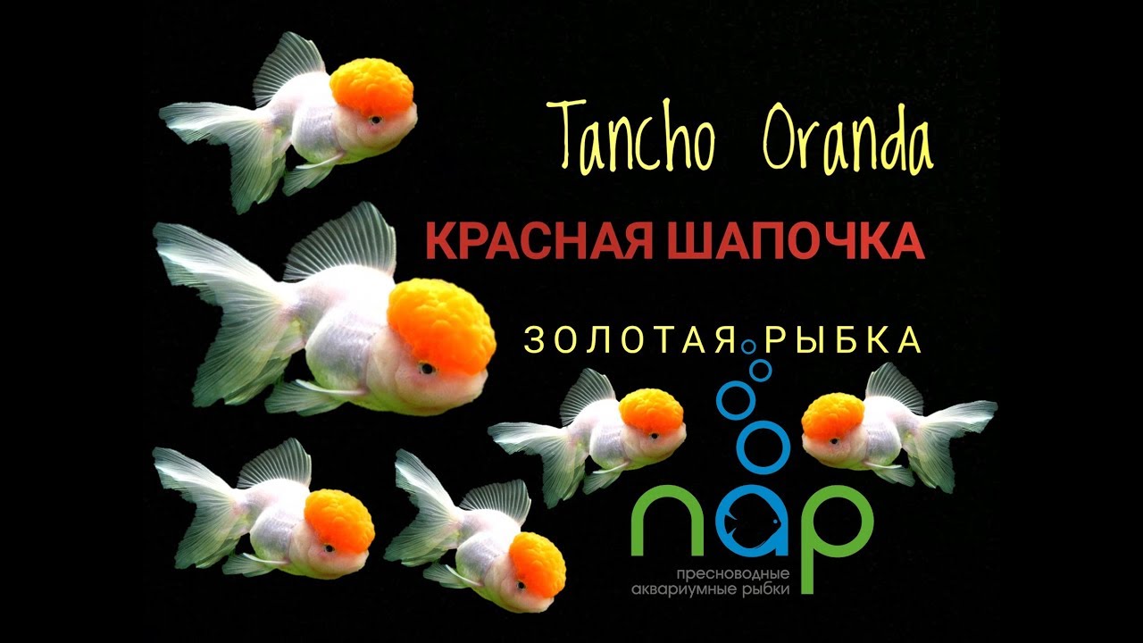 Золотая рыбка - Оранда Красная шапочка. Tancho Oranda.