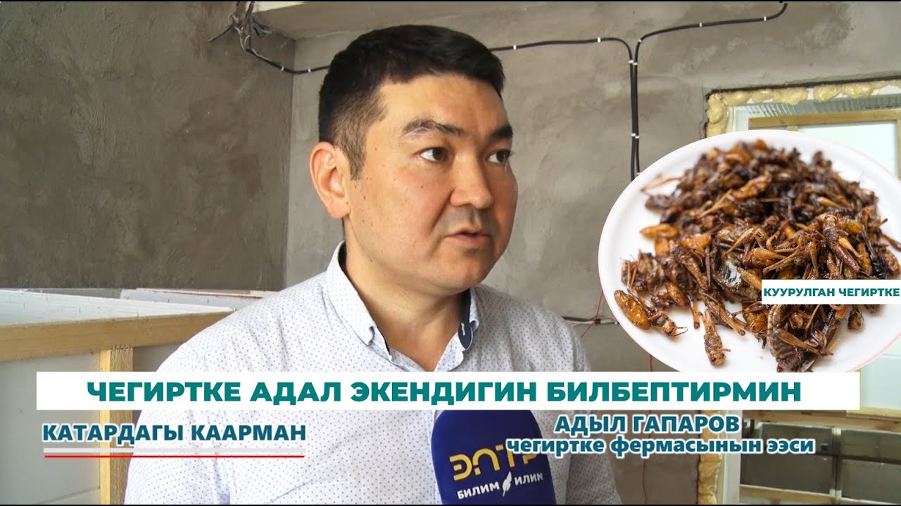 ЧЕГИРТКЕ АДАЛ ЭКЕНДИГИН БИЛБЕПТИРМИН