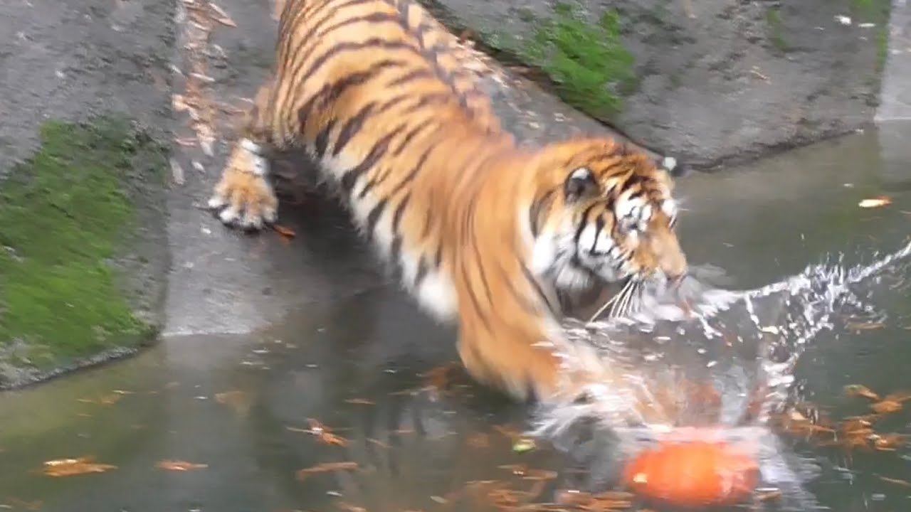 アムールトラ　アースくん　雨の中水遊びです　【浜松市動物園】