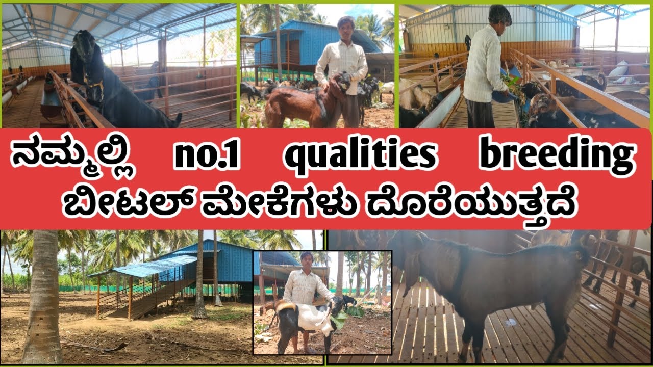 Beetal goat farming in karnataka|ನಮ್ಮಲ್ಲಿ original breeding ಬೀಟಲ್ ಮೇಕೆ ದೊರೆಯುತ್ತದೆ|| ಕೃಷಿ ಕ್ರಾಂತಿ ||