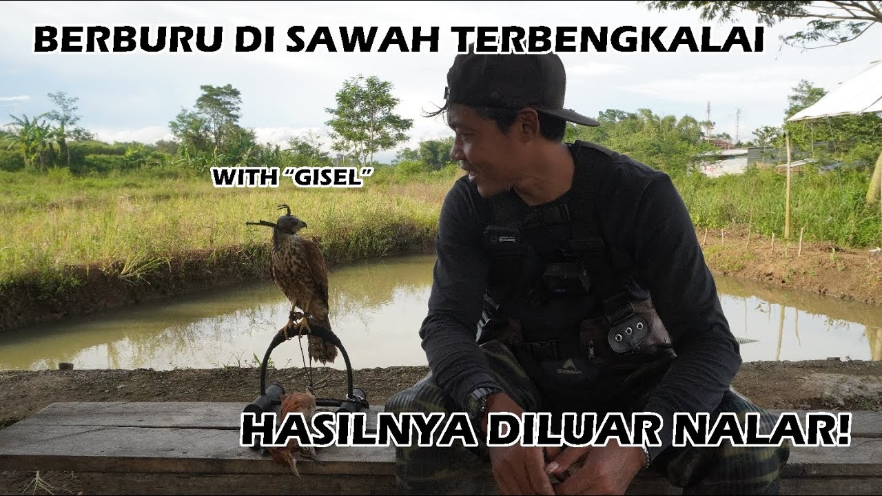 Alap Alap Coklat 