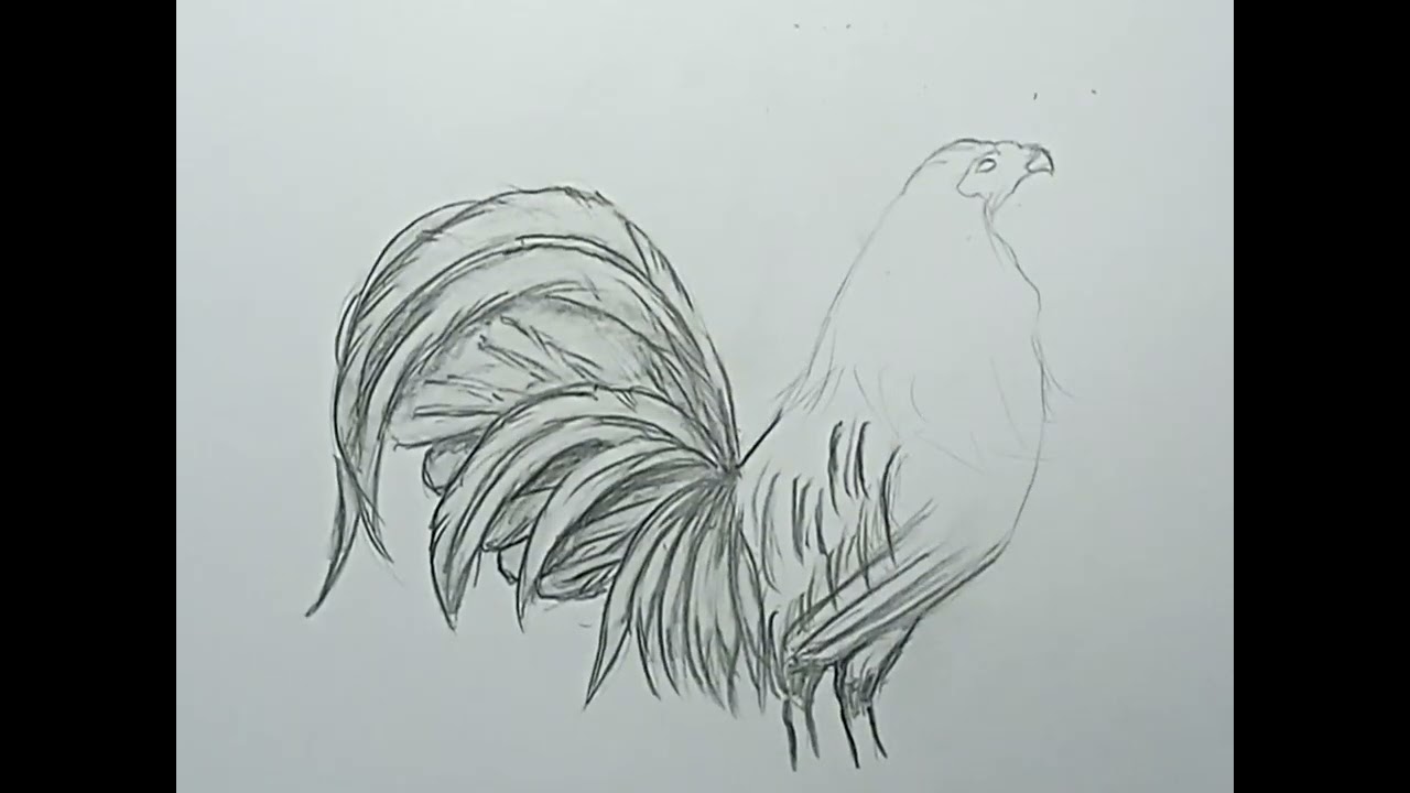 cómo dibujar un gallo con lápices de grafito