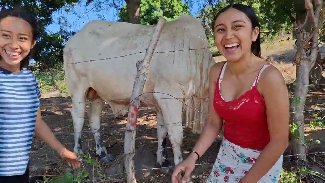 En busca de tamarindos 🫣 pero las vacas no los dejaron pasar 🤪