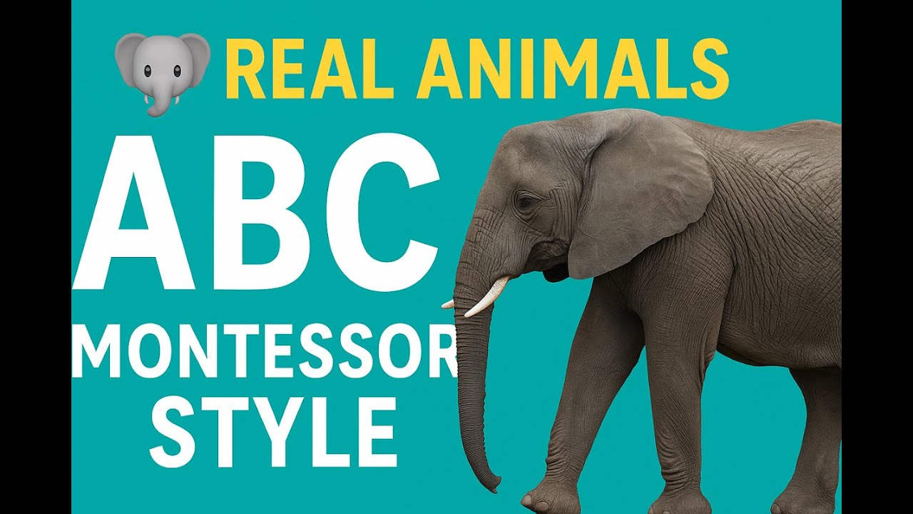 ABC with Real Animals 🐒🦁🐧 | Learn the Alphabet for Kids