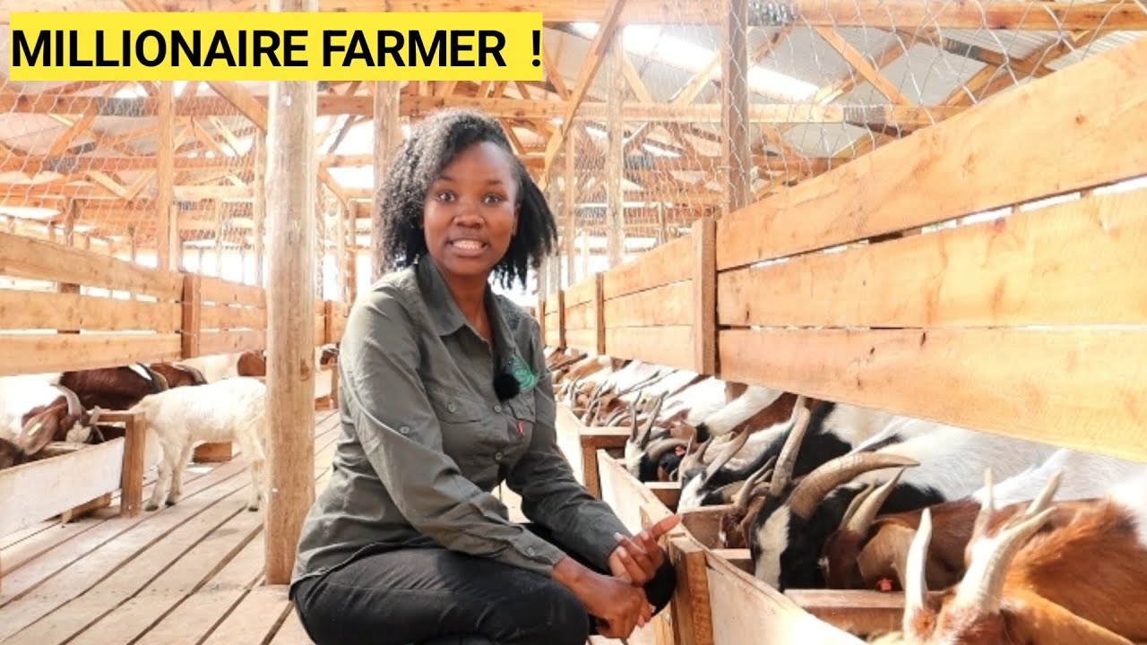 Как получить прибыль на простой ферме по разведению коз | Farm Routine 2024