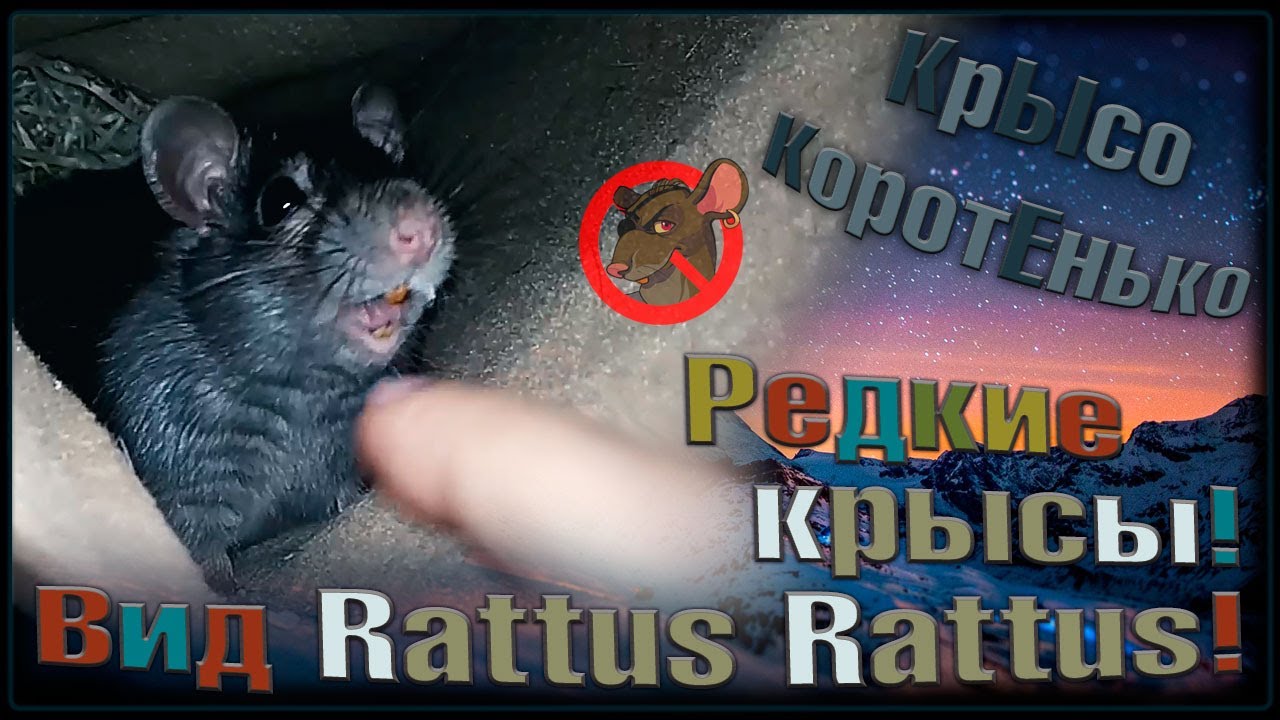 Крысы Питера! 🤔 Редкий у нас вид крысы 