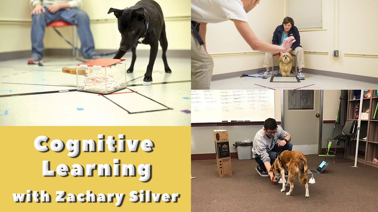 Ep. 13 - Dog Cognition: What do we really know? With Zachary Silver at Yale