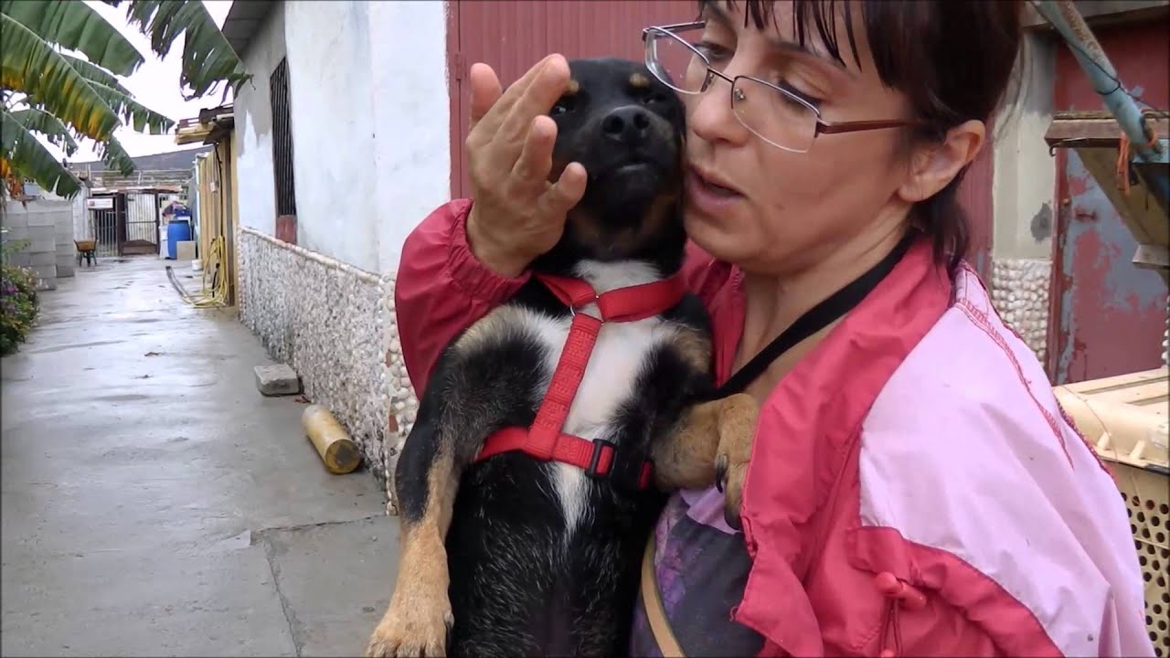Animalinneed shelter: Miliki