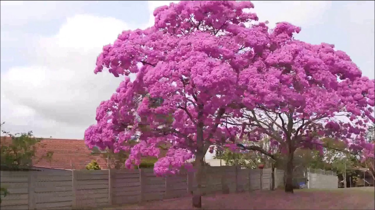 La Flor de Apamate - (Simón Díaz) - Johnny Díaz Apitz